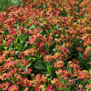 Helenium &