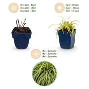 Carex oshimensis Evergold - Japanse Zegge - Groenblijvend - Geel-Groen - 6 Planten