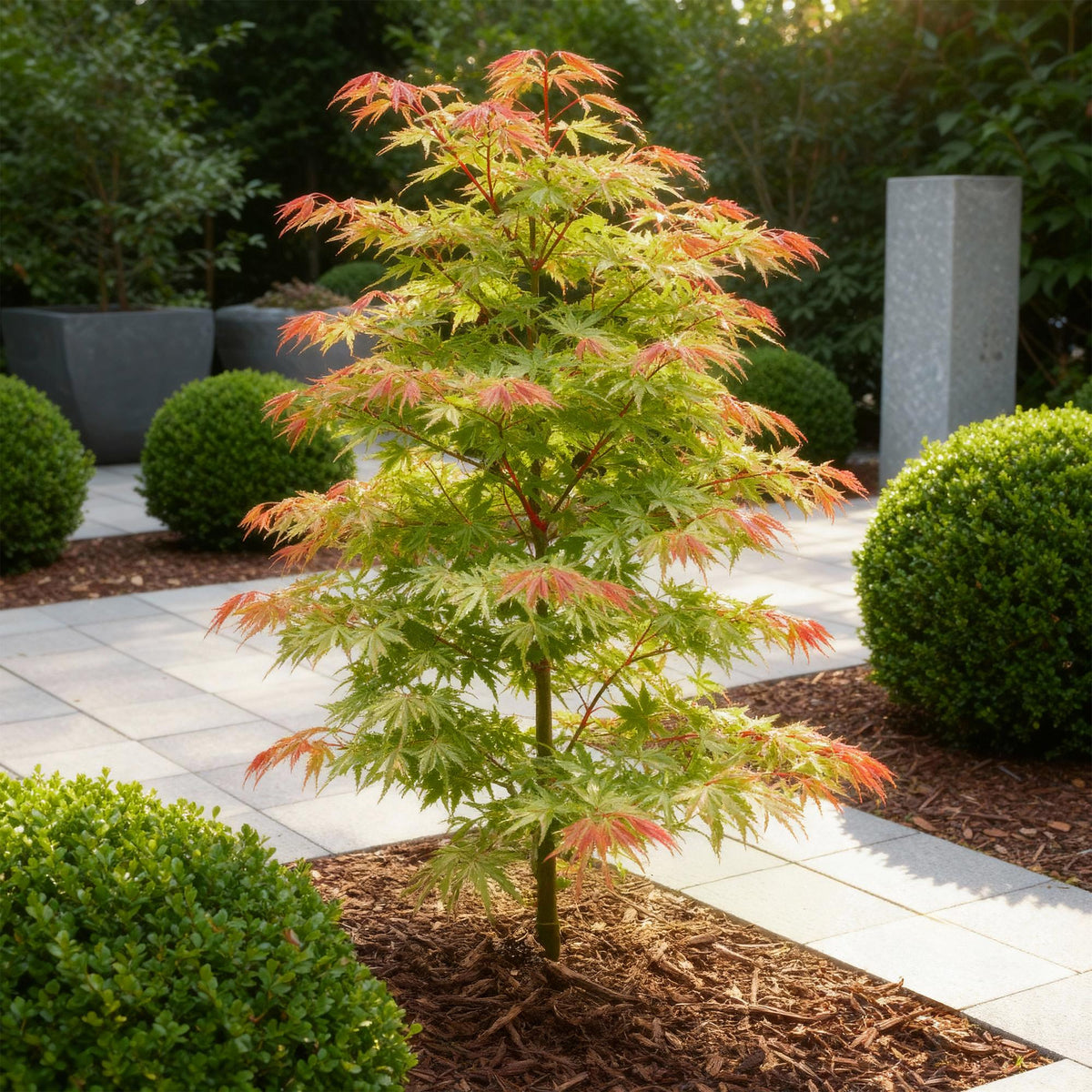 Acer palmatum Phoenix, 35 cm hoog, groene bladeren