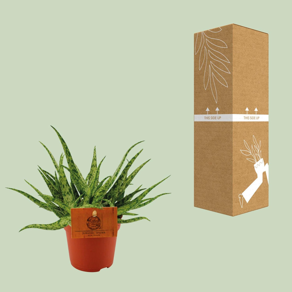 Detailfoto van Aloe Spider