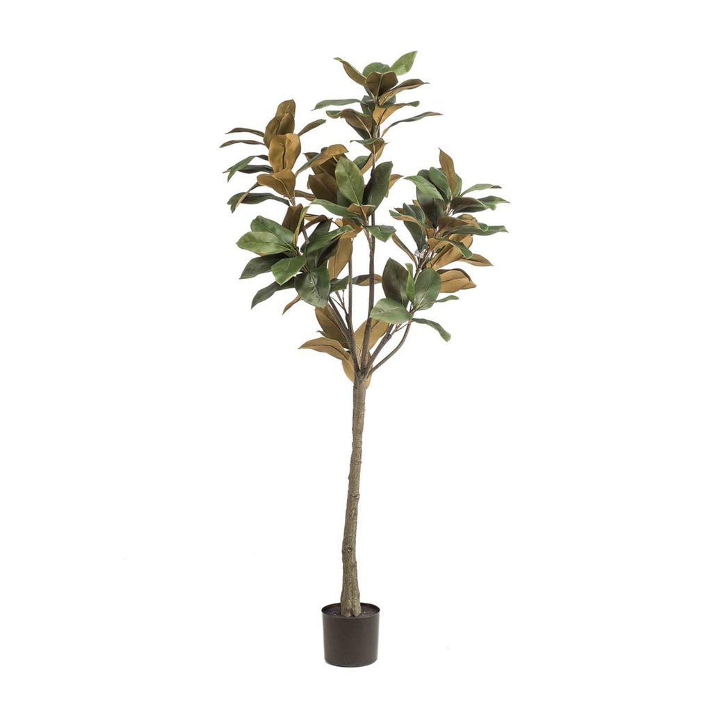 Magnolia Denudata, plant in pot