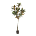 Magnolia Denudata, plant in pot