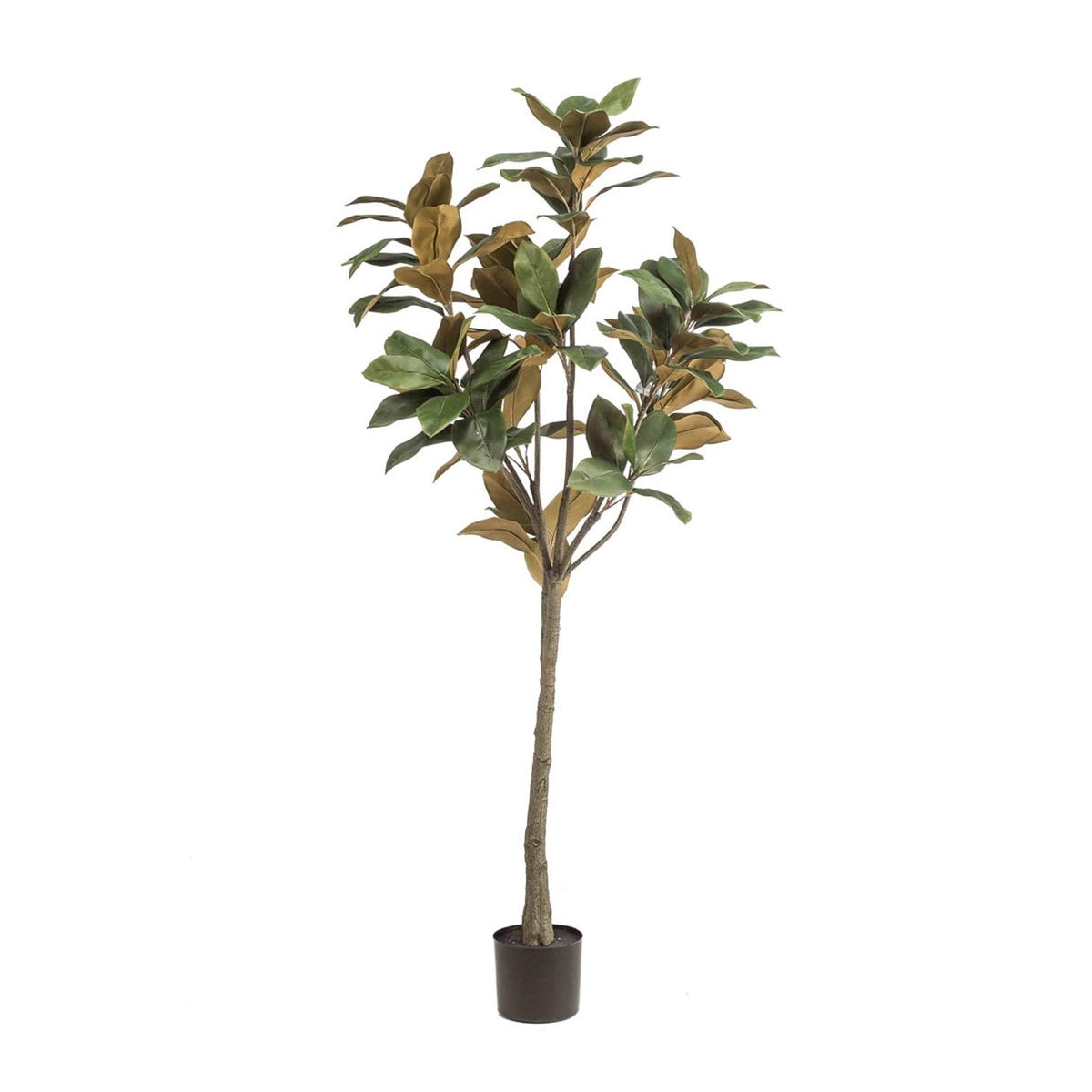 Magnolia Denudata, plant in pot