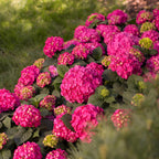 Hortensia Endless Summer Summer Love Red, groeiwijze van de plant