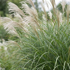 Prachtriet Miscanthus Gracillimus met pluim
