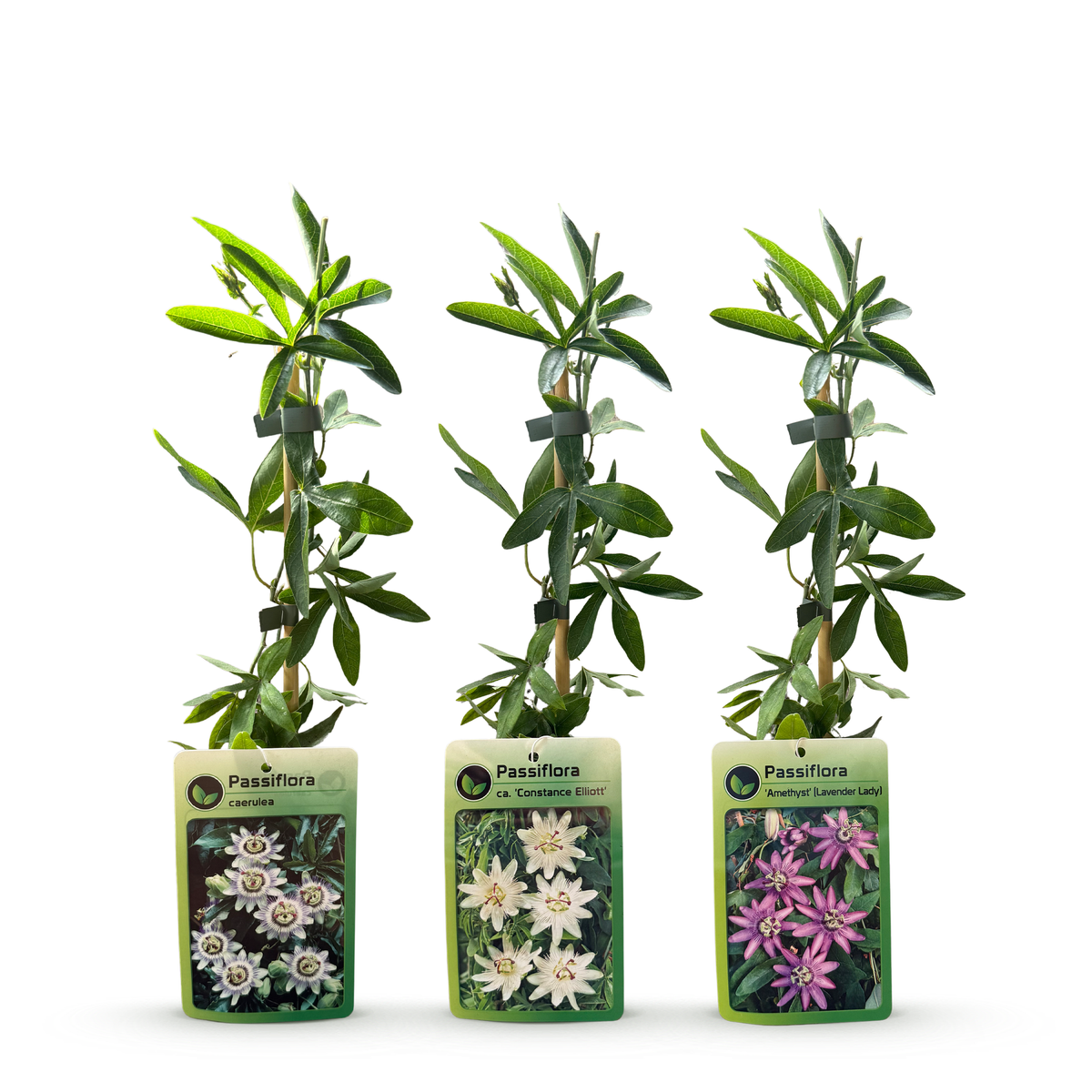 Passiebloem tricolour mix, driekleurig, kenmerkend blad
