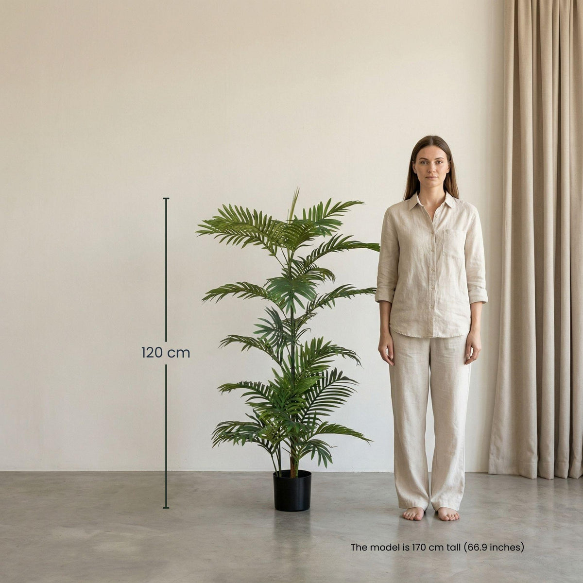 Palm Phoenix, groene bladeren