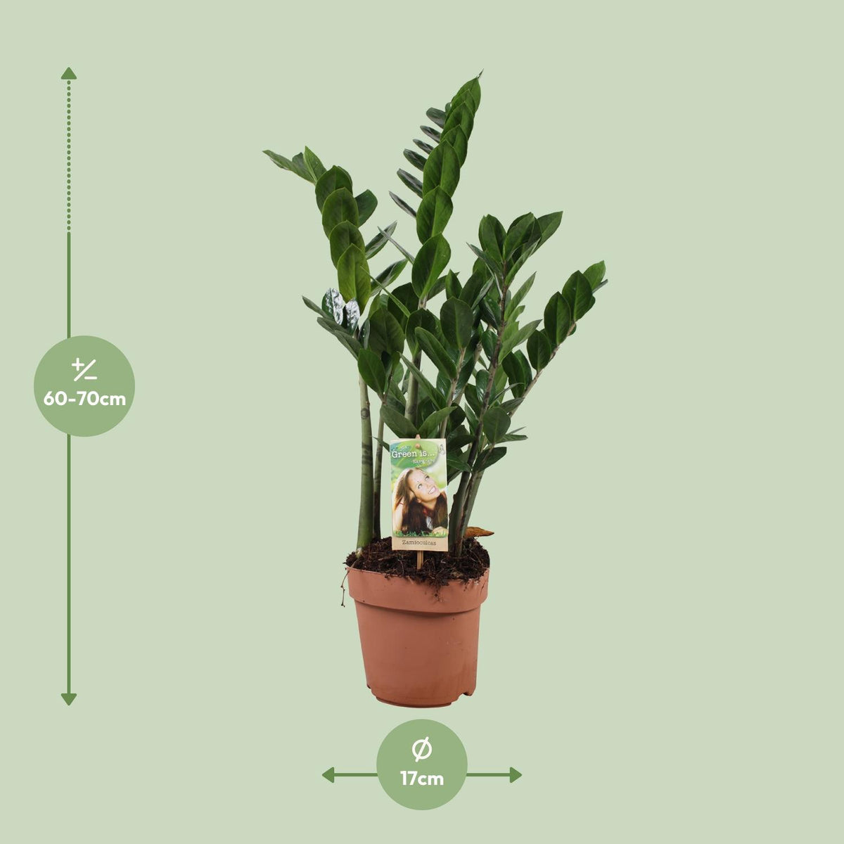 Detailfoto van Zamioculcas Zamiifolia