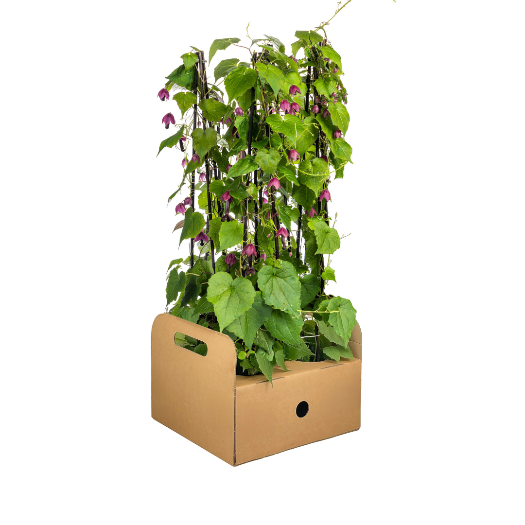 4x Rhodochiton Atrosanguineum Purple Bells, groene bladeren