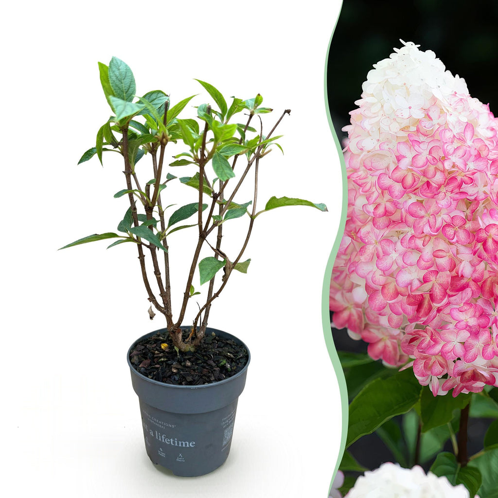 Pluimhortensia Living Pink & Rose, sierlijke plant