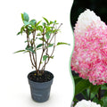 Pluimhortensia Living Pink & Rose, sierlijke plant