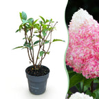 Pluimhortensia Living Pink & Rose, sierlijke plant