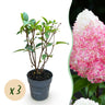 Hydrangea panniculata Living Pink & Rose
