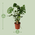 Detailfoto van Monstera Deliciosa