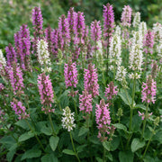 Stachys officinalis duo - betonie - 24 planten
