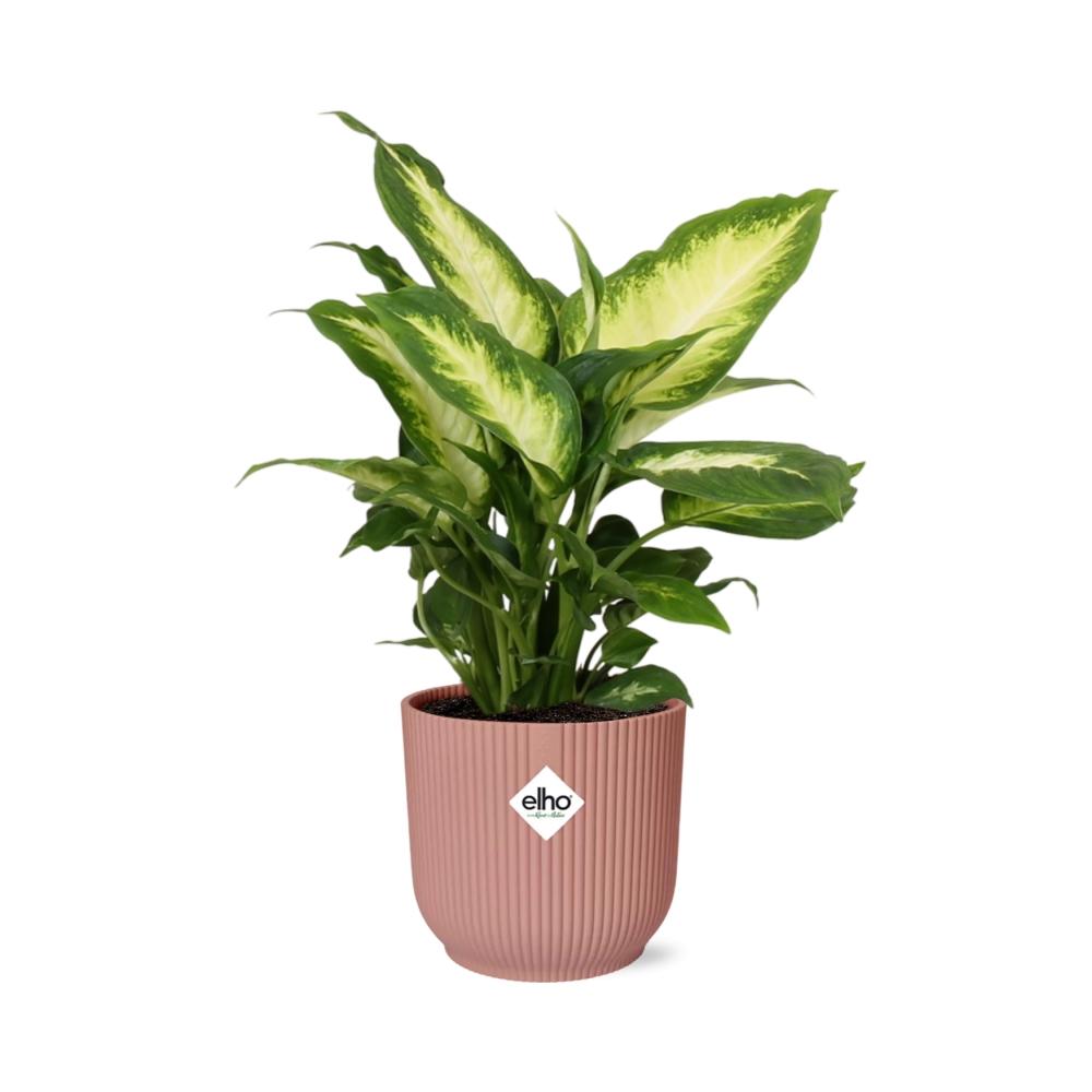 Detailfoto van Dieffenbachia ‘Camilla’ in ELHO Vibes Fold 14cm roze