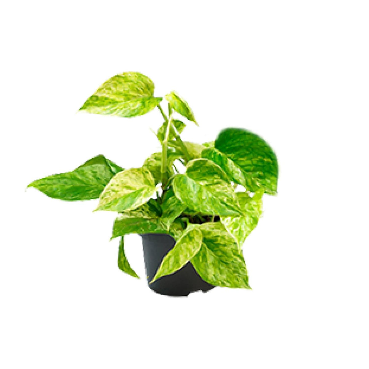 Productfoto van Epipremnum Marble Queen - Scindapsus