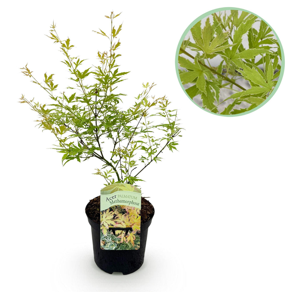 Japanse esdoorn Acer palmatum Methamorphosa, kenmerkend blad