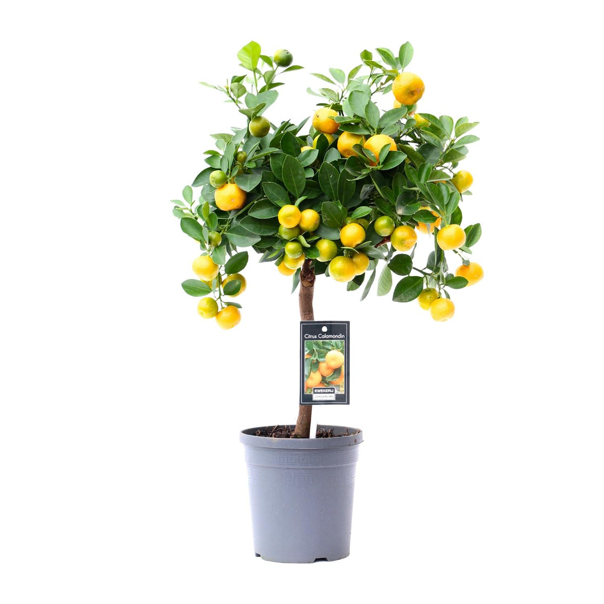 Citrus Calamondin, detail van het blad