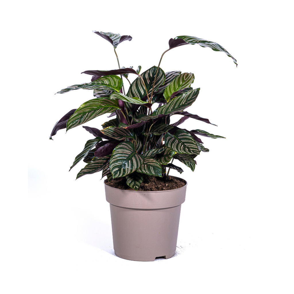 Calathea Ornata Sanderiana, plant in pot