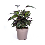 Calathea Ornata Sanderiana, plant in pot