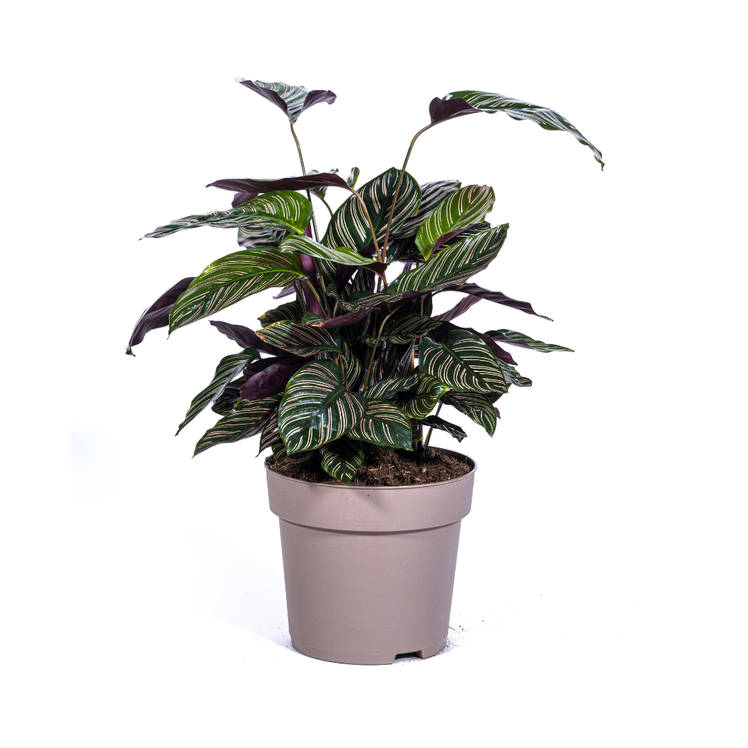 Calathea Ornata Sanderiana, plant in pot