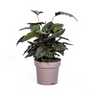 Calathea Ornata Sanderiana