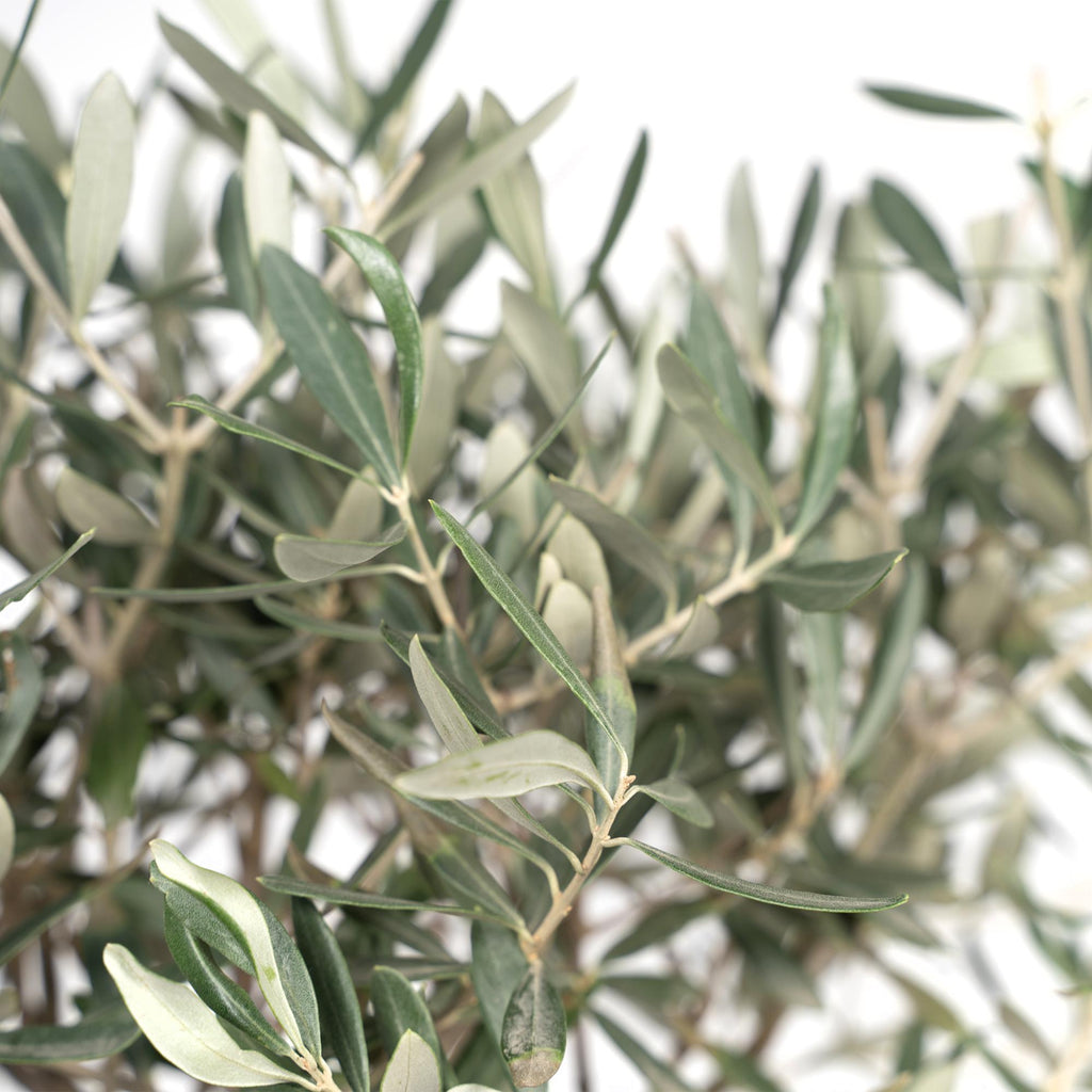 Detailfoto van Olea europaea, olijfboom op stam, 90 cm hoog