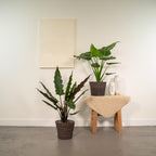 Detailfoto van Alocasia Cucullata + Alocasia Lauterbachiana