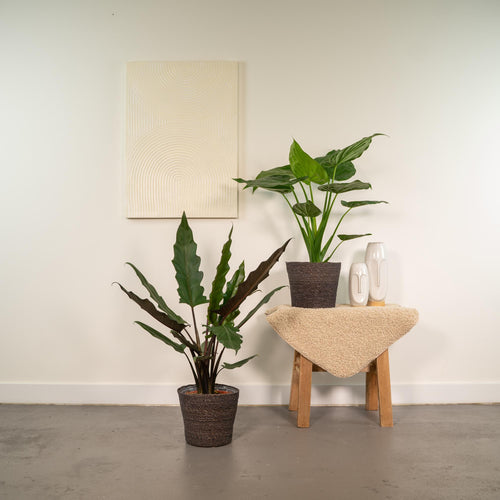 Detailfoto van Alocasia Cucullata + Alocasia Lauterbachiana