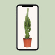 Euphorbia Trigona