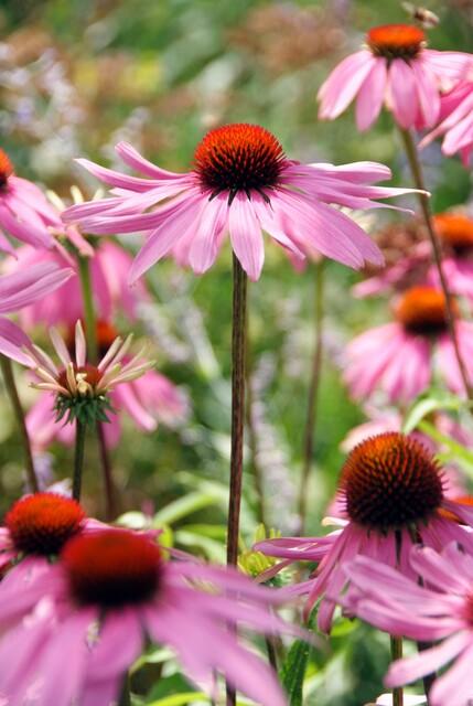 Echinacea p. 'Magnus', plant in pot