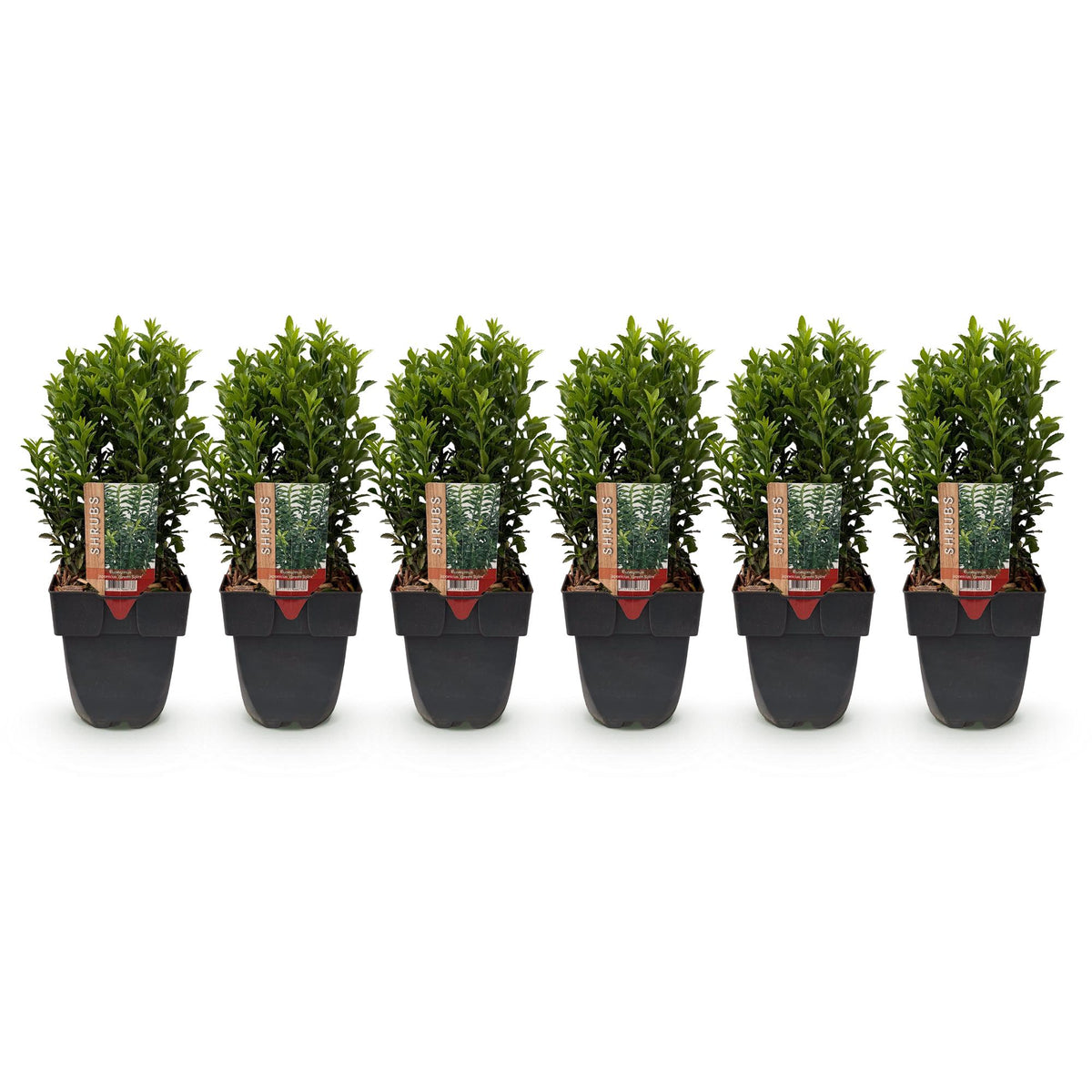 Kardinaalsmuts Green Spire, 40 cm hoog, 6 planten, plant voor tuin en border