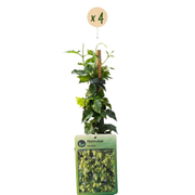 Humulus lupulus &