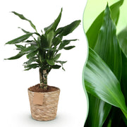 Dracaena fragrans Steudneri
