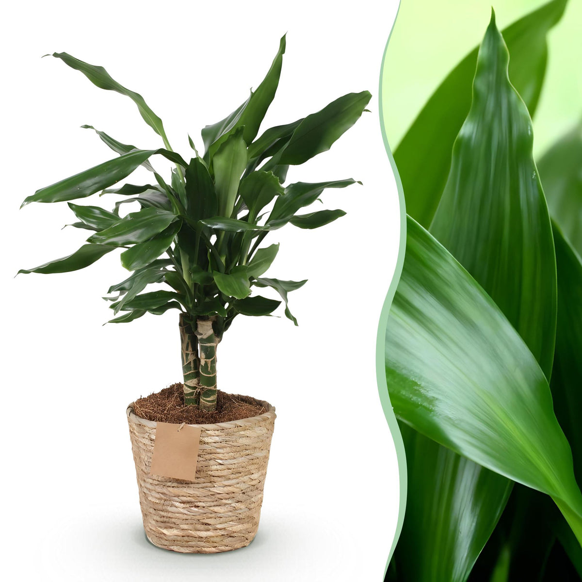 Dracaena fragrans Steudneri met mand, plant in pot