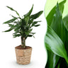 Dracaena fragrans Steudneri