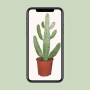 Opuntia Consolea