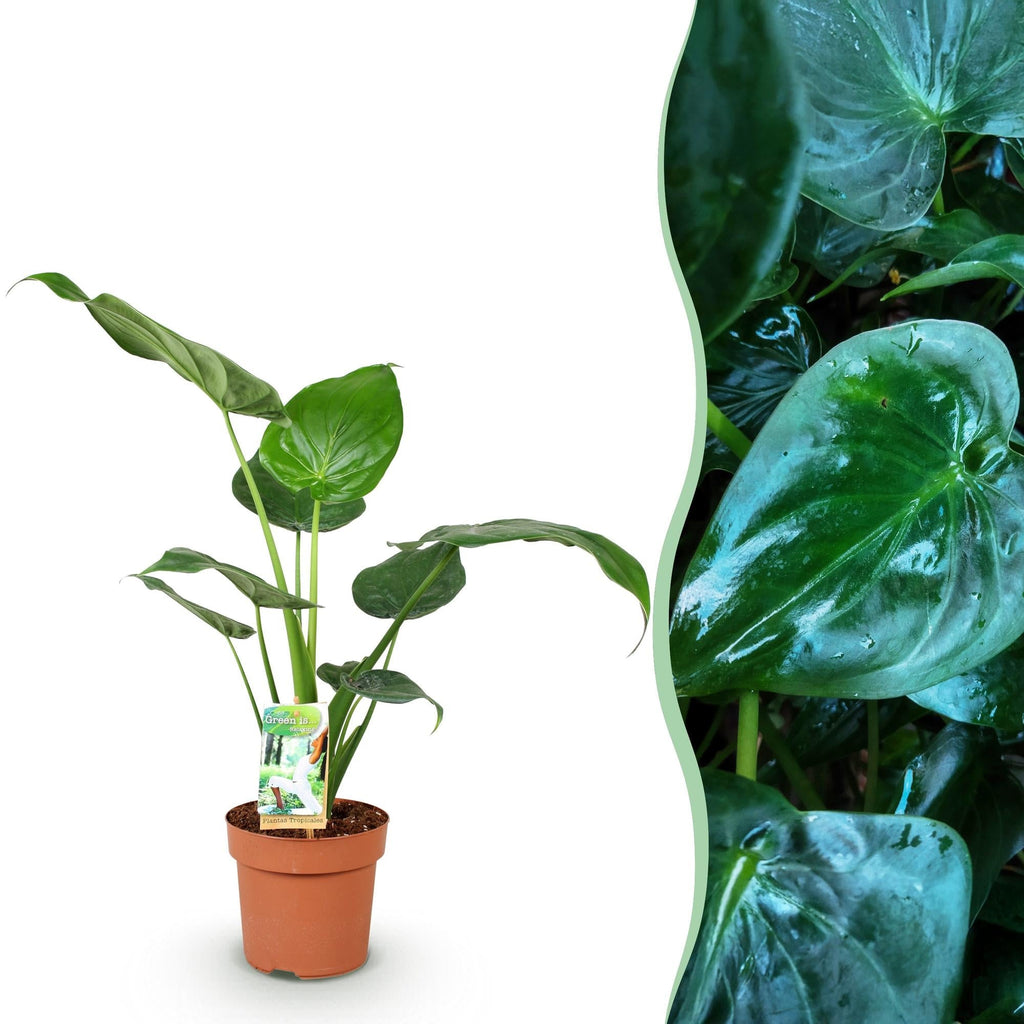 Alocasia Cucullata, 60-65 cm hoog, detail van het blad