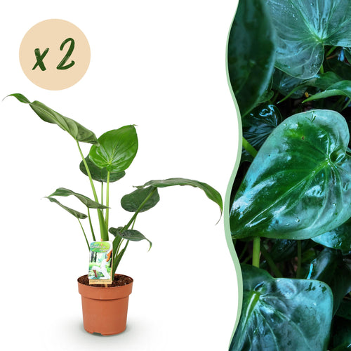 Alocasia Cucullata, 60-65 cm hoog, detail van het blad