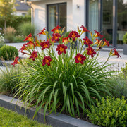 Daglelie Autumn Red, met rode bloemen