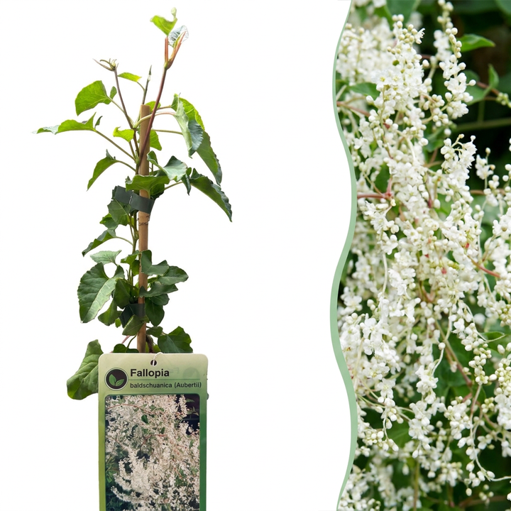 Fallopia aubertii - bruidssluier - set van 6 - Ø9 cm