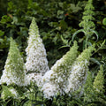 Buddleja davidii White Profusion, plant in pot