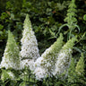 Buddleja davidii White Profusion