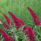 Buddleja davidii Royal Red, groene bladeren