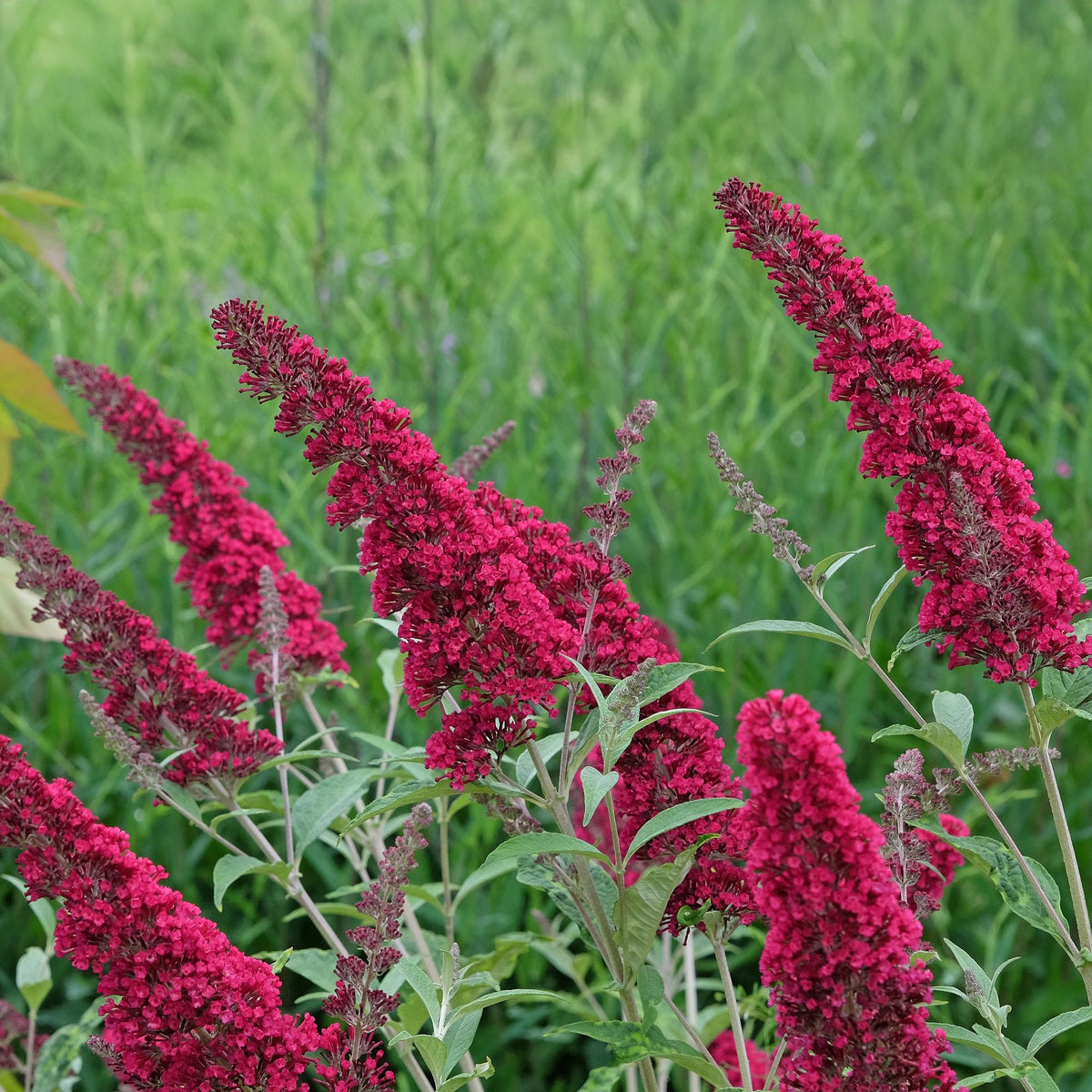 Buddleja davidii Royal Red, groene bladeren