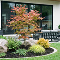 Acer palmatum Beni Maiko, plant in pot