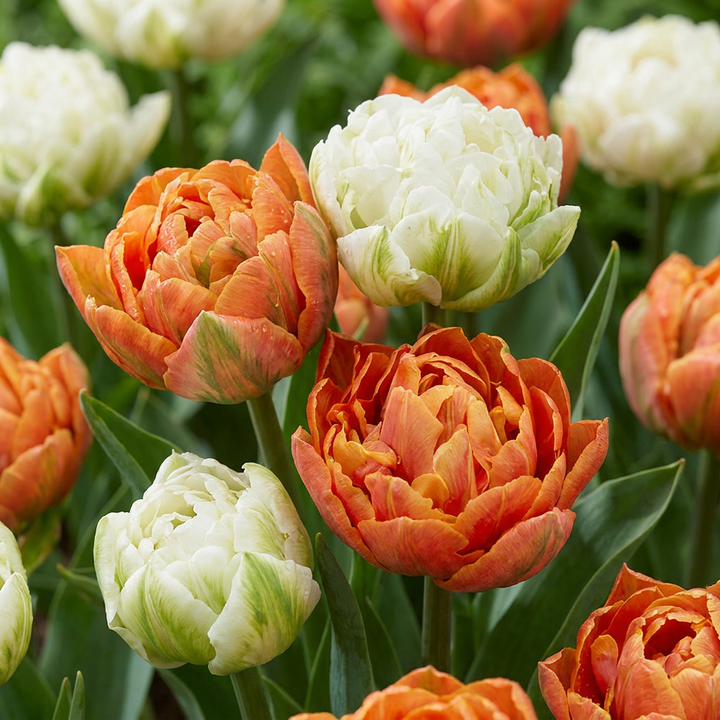 Tulp &