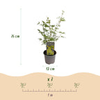 Acer palmatum Emerald Lace, 35 cm hoog, plant in pot