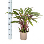 Calathea Rufibarba